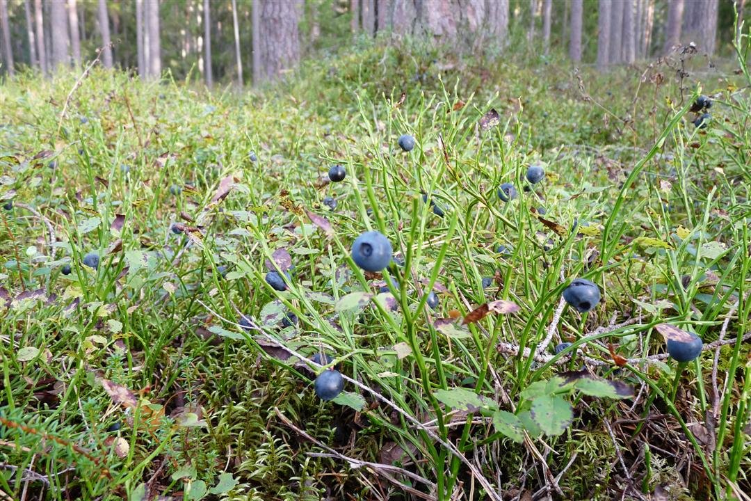 p1010635.jpg